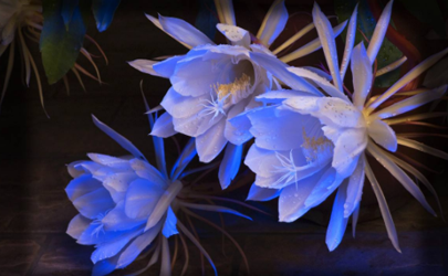 2022年夫妻恩愛如初的風水布局