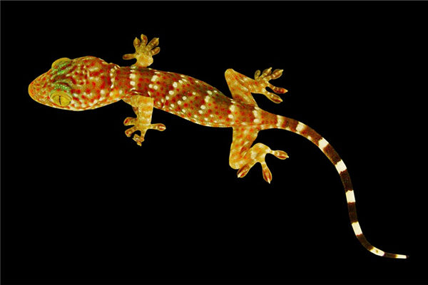 家裡出現壁虎有什麼徵兆