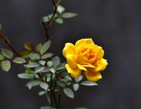 什麼植物凈化空氣最好