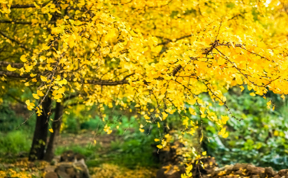 2021年化太歲最佳時間是何時？犯太歲的人有何忌諱？