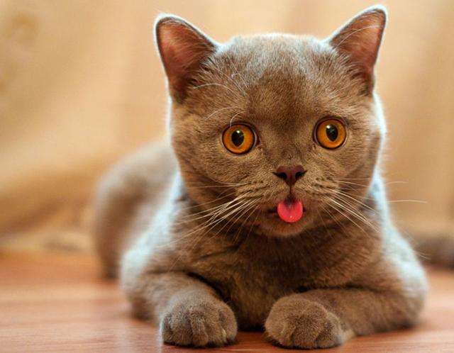 四大風水貓是什麼 養貓有什麼講究