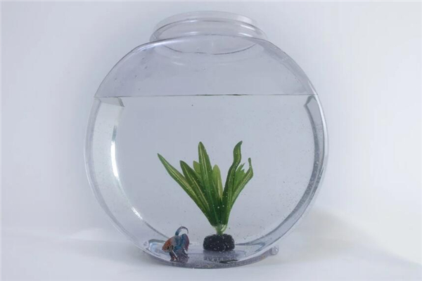 魚缸最旺財的家宅位置