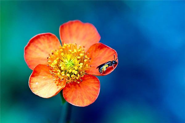 2013年五黃煞如何化解