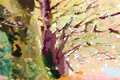 適合老闆辦公室的綠植 提升財運的植物