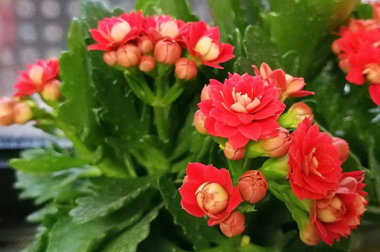 適合睡房養的植物排名