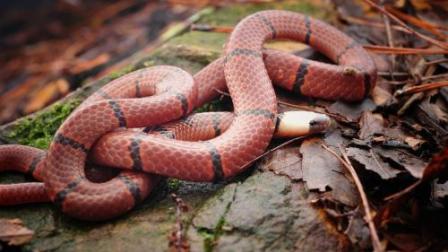 有蛇進屋必出貴人嗎 家裡有蛇為何不能打死