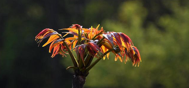 聚財聚氣的家居風水有什麼講究?