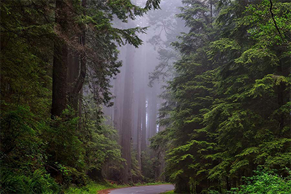 砍院里的樹有什麼忌諱嗎 院里樹木布置有何講究