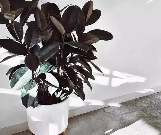 鎮宅綠植花卉哪種好養
