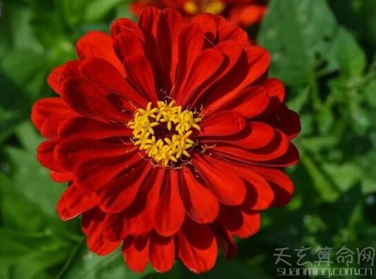 百日草花語恆久不變  象徵著持續不斷的愛