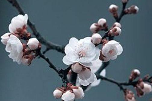 屬狗的用什麼手機尾號 生肖狗有價值的號碼數字