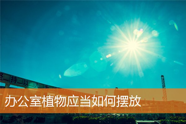 辦公室植物應當如何擺放