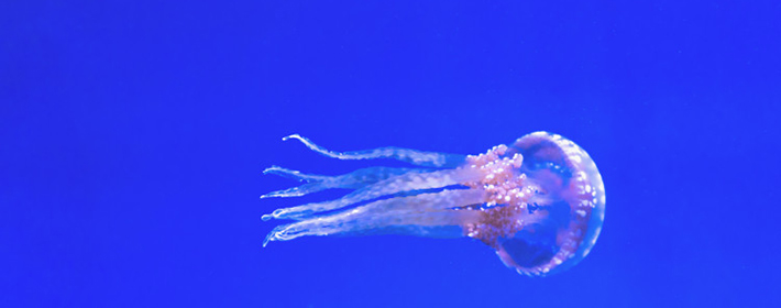 知識之養魚風水必須知道的事情