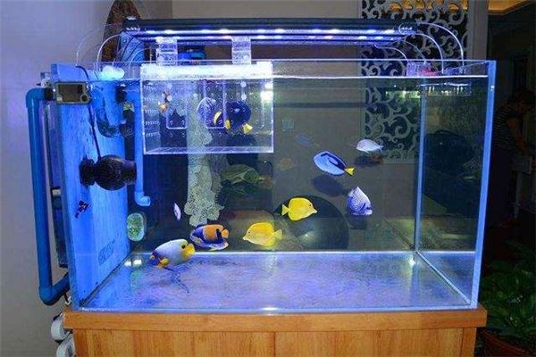 辦公室養魚風水知識有哪些?