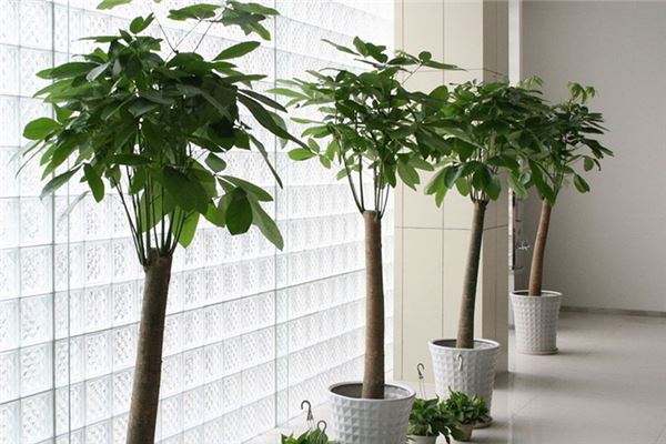 家裡養什麼花好