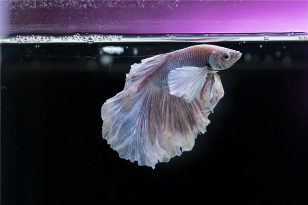 家宅中玄關魚缸擺放風水