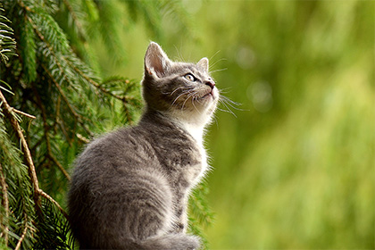 開車不小心壓死貓是不是不好的預兆