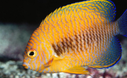 15在易經代表什麼寓意暗示