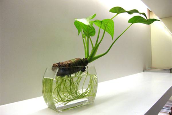 滴水觀音可以養殖在辦公室嗎？風水植物需要注意什麼？
