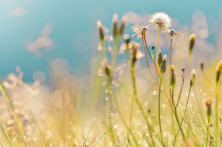 2019年屬豬人的風水位置,吉位和凶位在哪個方向?