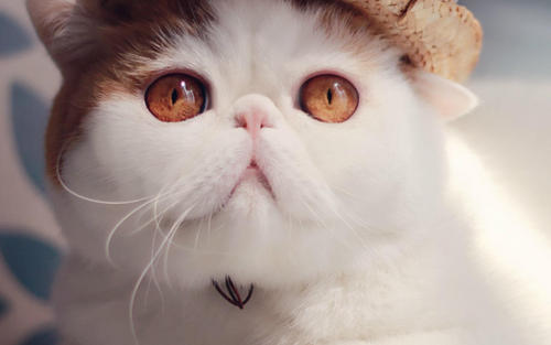 別人家的貓上門吉利嗎 貓上門是福兆