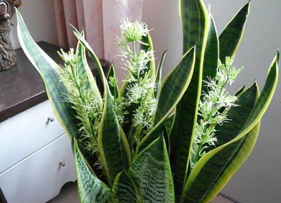 樓房客廳養什麼花最好