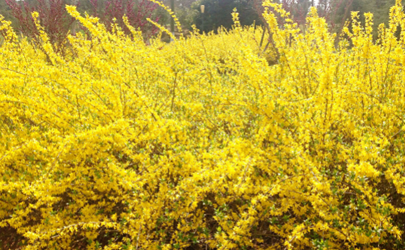 為什麼不能開門見鹿 風水上有什麼說法