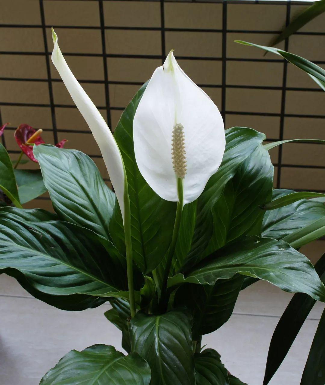 鎮宅綠植花卉哪種好養
