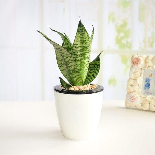 辦公室擺放盆栽都有哪些講究?