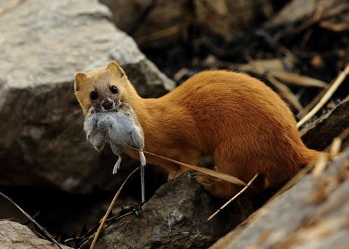 開車路上遇到黃鼠狼是什麼徵兆 關於黃鼠狼的風水