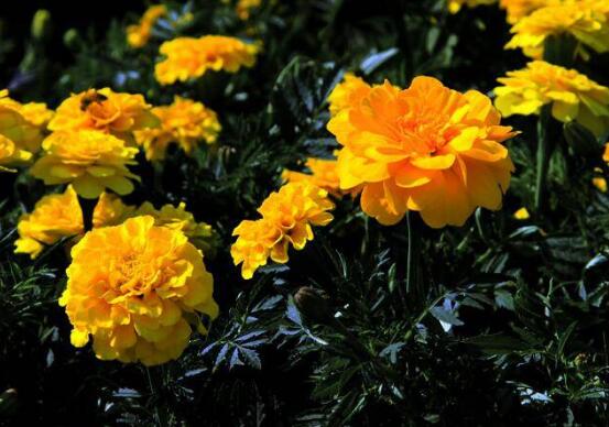 樓房客廳養什麼花最好