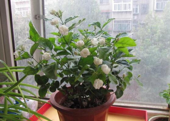 樓房客廳養什麼花最好