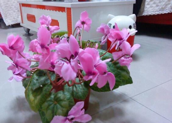 樓房客廳養什麼花最好