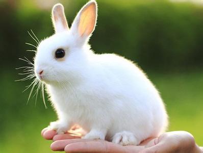 為什麼開車很忌諱兔子 有什麼方法化解