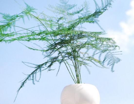 什麼植物凈化空氣最好