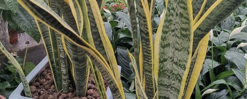 適合睡房養的植物排名