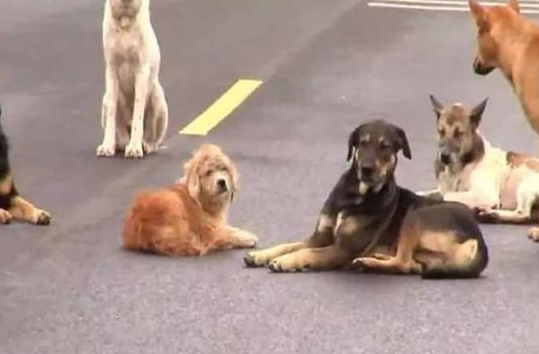 生靈擋路是好是壞 兔子和狗誰擋路更不好