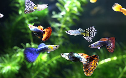 李子的寓意和象徵