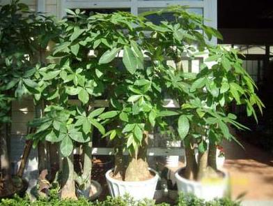 招財樹的風水知識