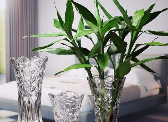 大廳放什麼植物最旺財