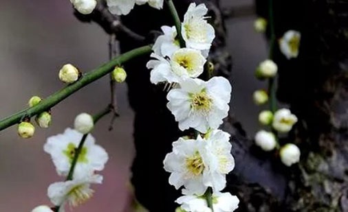 農曆幾日女人婚姻美滿 白頭偕老的十二生女