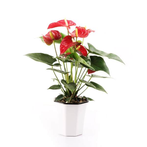 做生意買什麼綠植招財