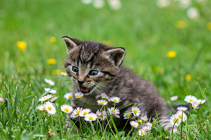 開車不小心壓死貓是不是不好的預兆