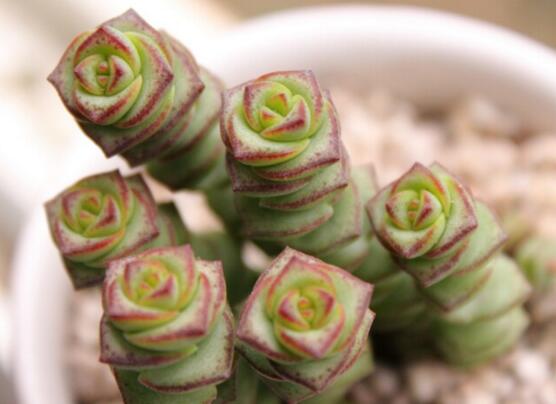 大廳放什麼植物最旺財