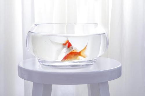 家養魚缸的的擺放位置解析 魚缸擺放的禁忌