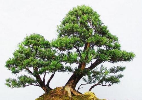 辦公室擺放羅漢松風水好嘛?羅漢松對風水有什麼作用?