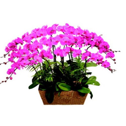 做生意適合放什麼盆栽