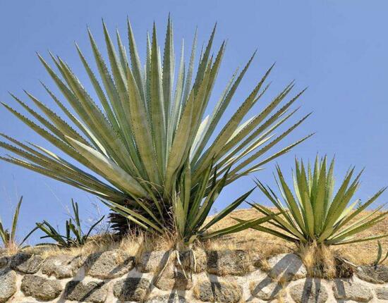 什麼植物凈化空氣最好