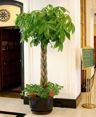 辦公室擺放發財樹需要注意什麼風水事項