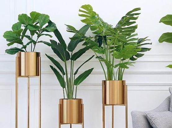 客廳電視兩邊擺什麼植物旺財